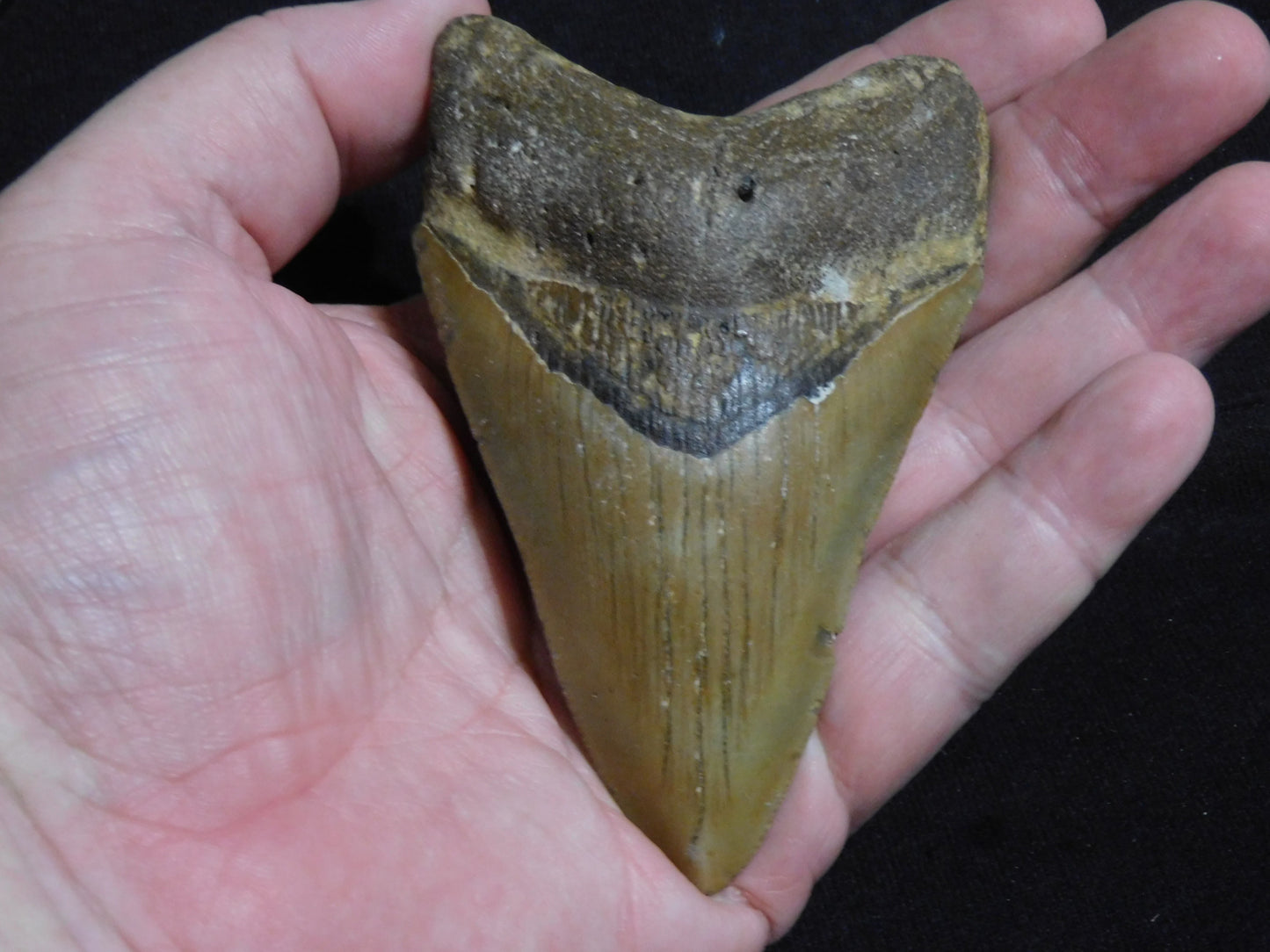 4.4 inch Megalodon Tooth