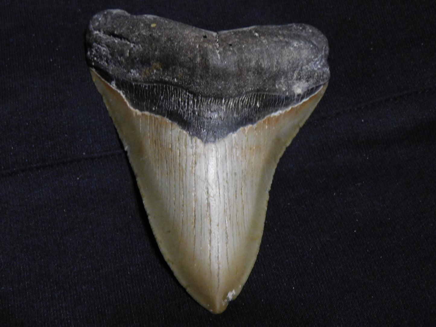 4.9 inch Megalodon Tooth