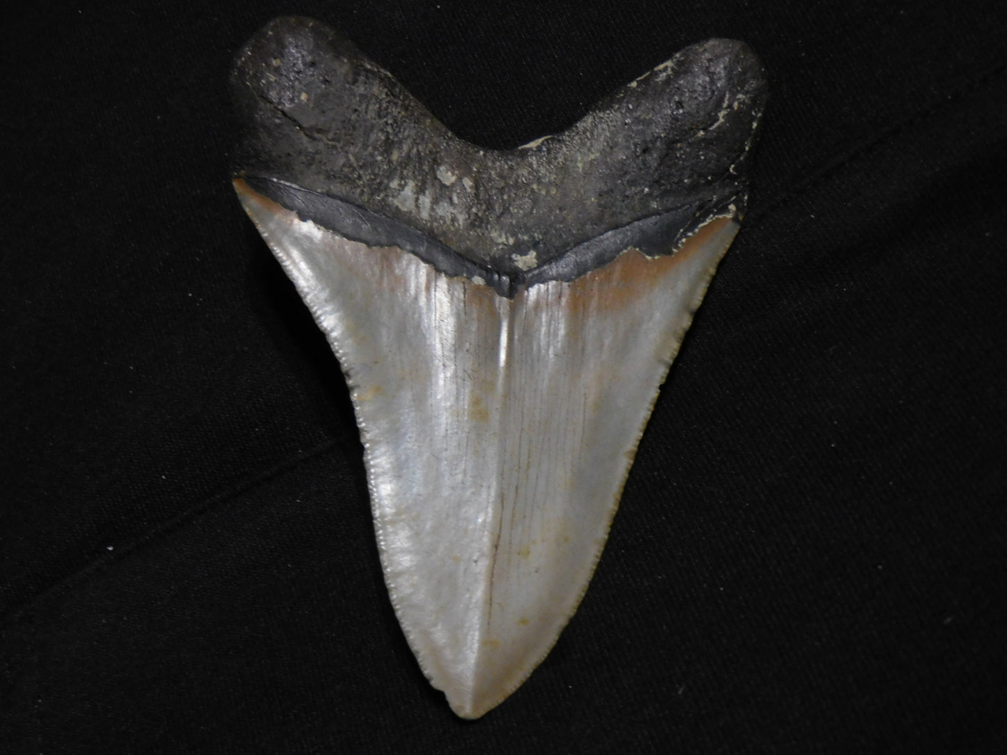 4.9 inch Megalodon Tooth