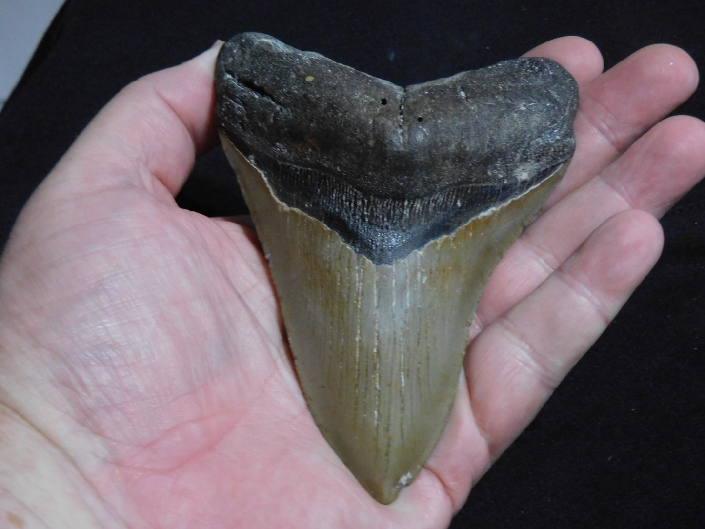 4.9 inch Megalodon Tooth