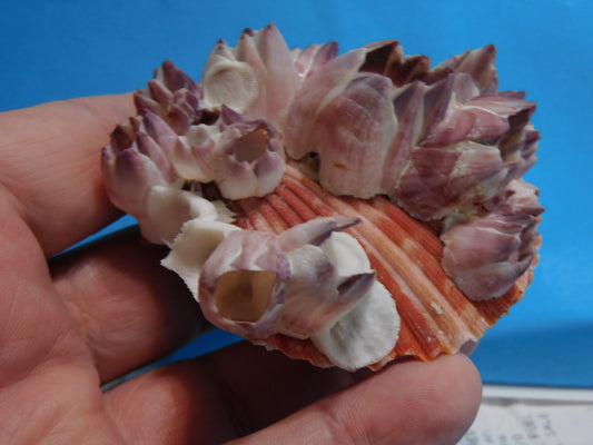 Scallop Shells with Barnacles