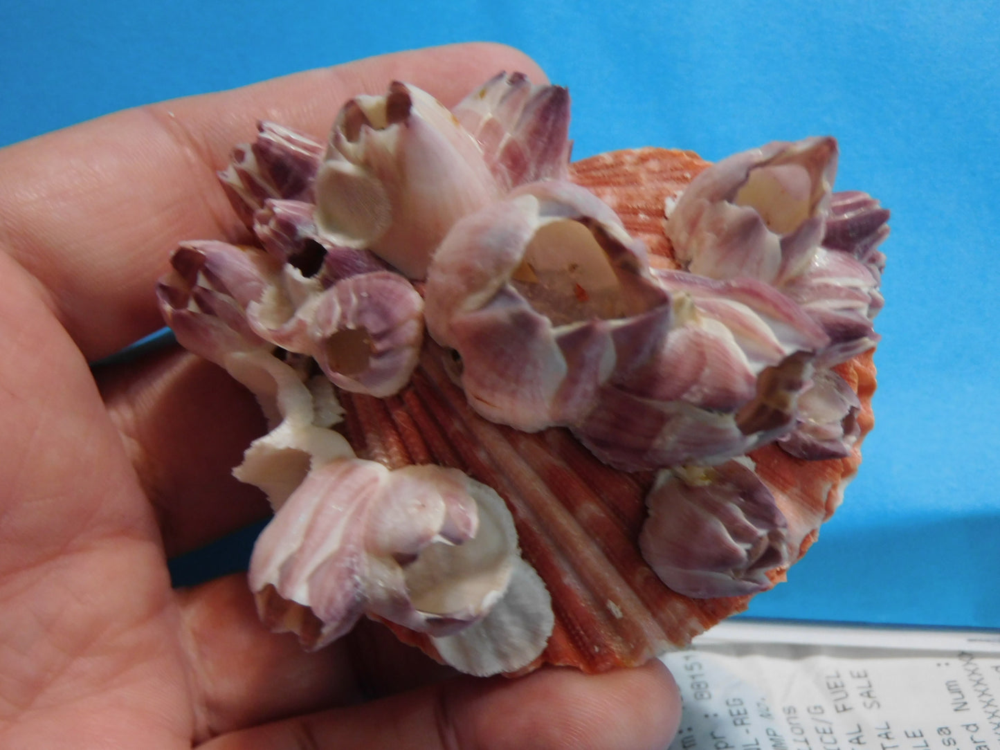 Scallop Shells with Barnacles