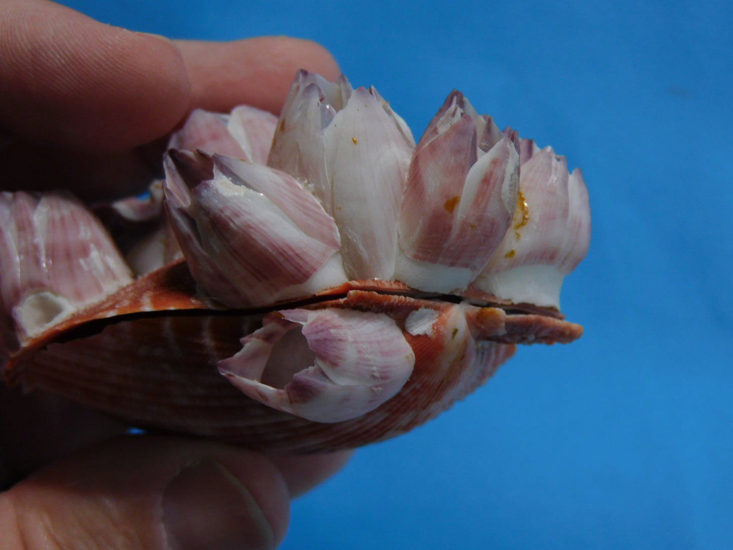 Scallop Shells with Barnacles