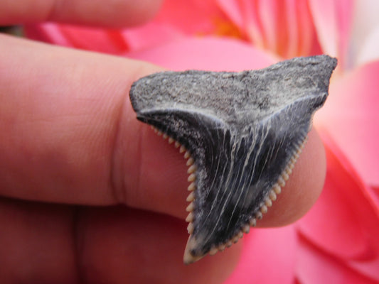 1.3" Hemipristis Shark Tooth