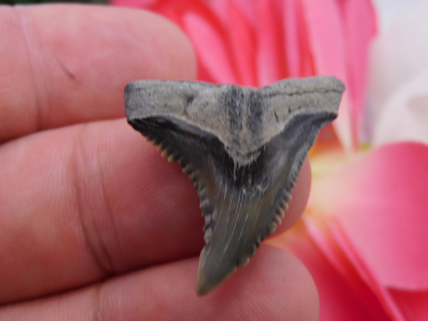 1.25" Hemipristis Shark Tooth