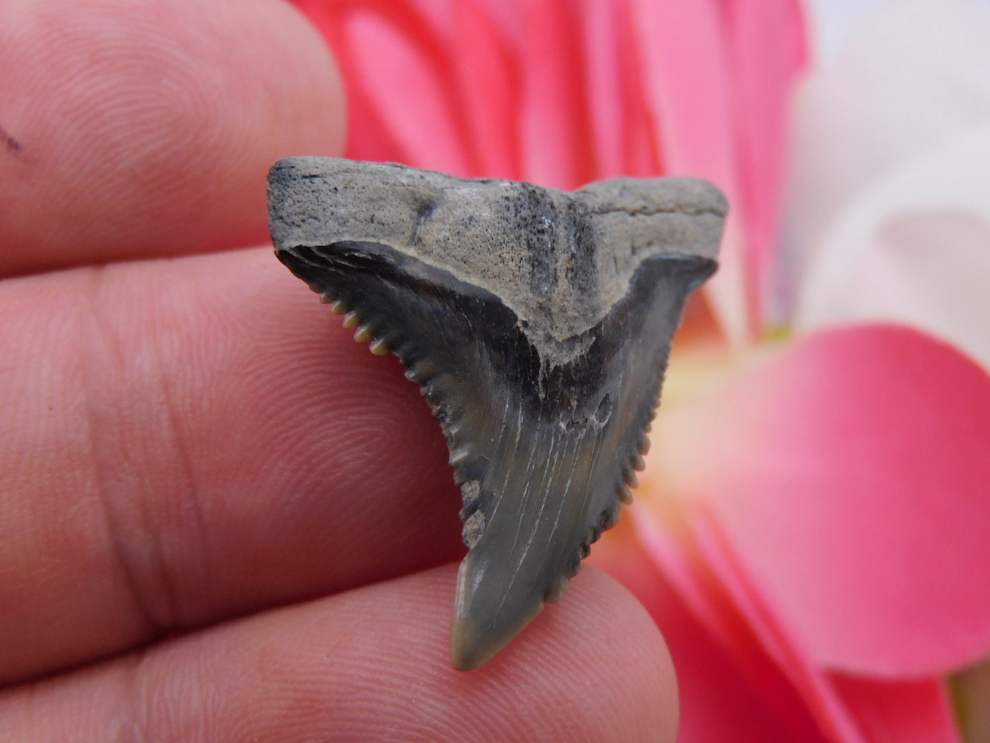 1.25" Hemipristis Shark Tooth