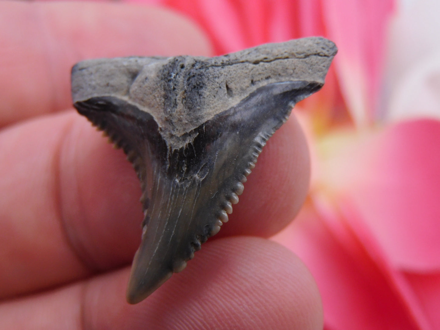 1.25" Hemipristis Shark Tooth