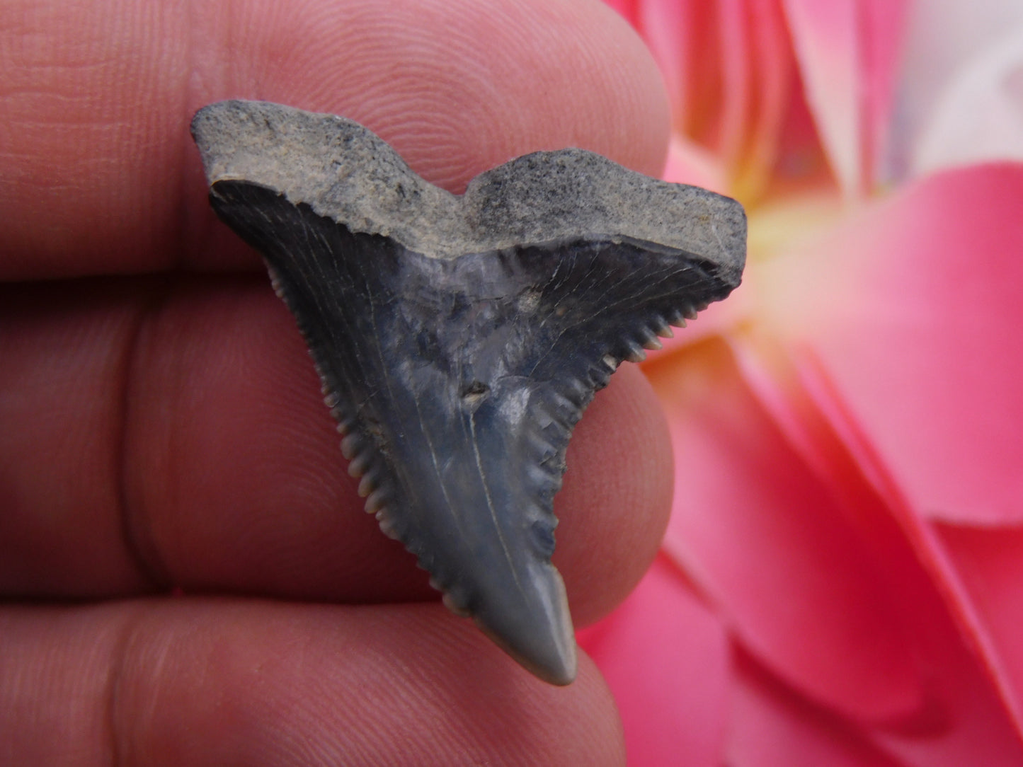 1.25" Hemipristis Shark Tooth