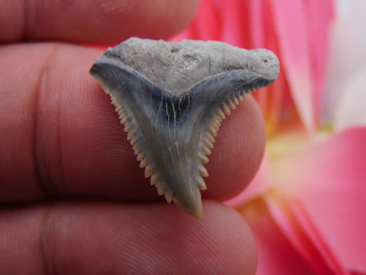 .9" Hemipristis Shark Tooth