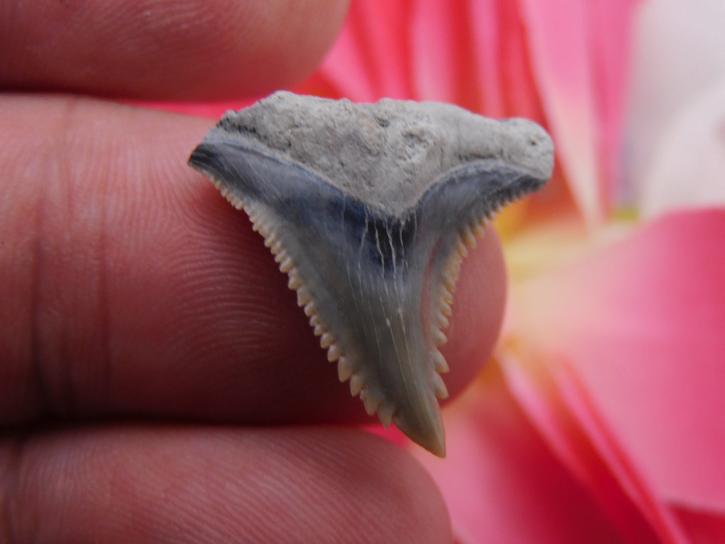 .9" Hemipristis Shark Tooth