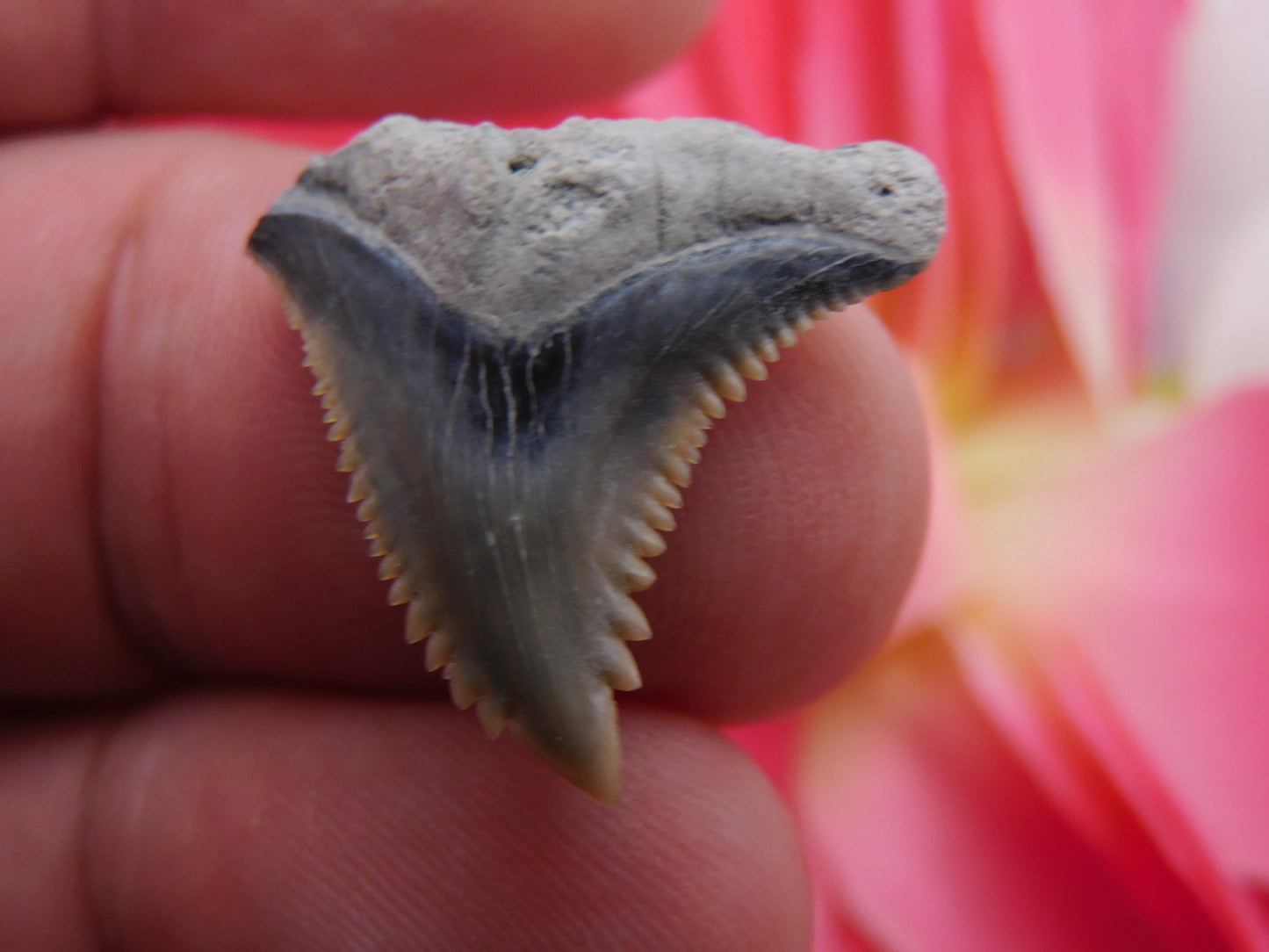 .9" Hemipristis Shark Tooth