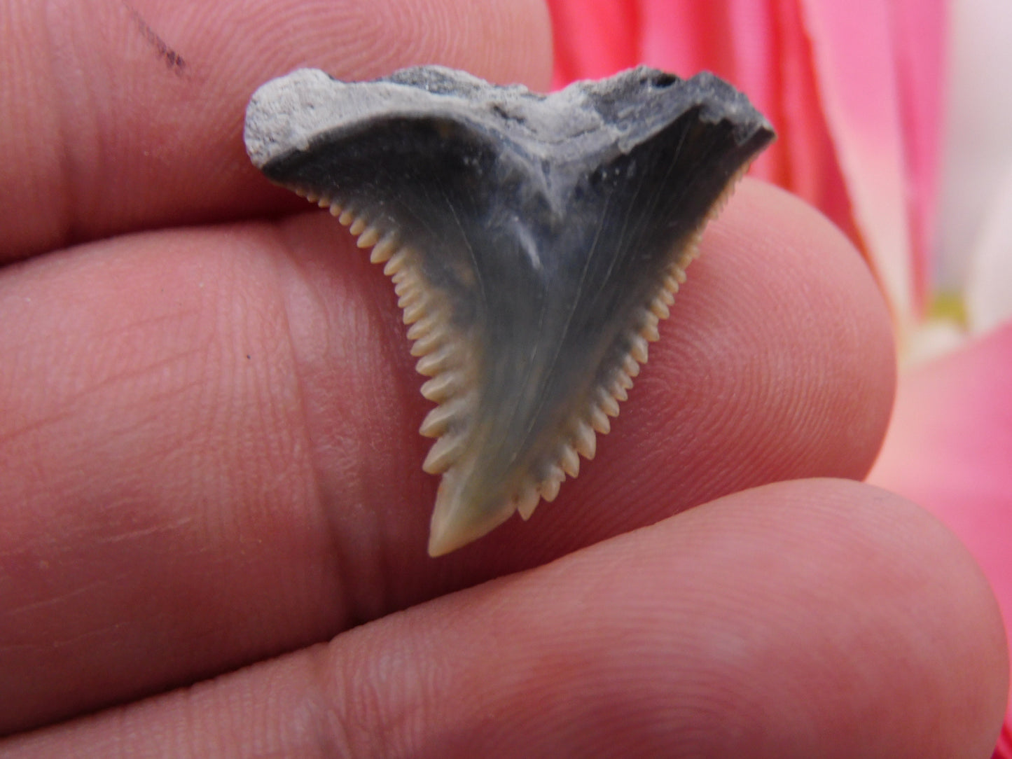 .9" Hemipristis Shark Tooth