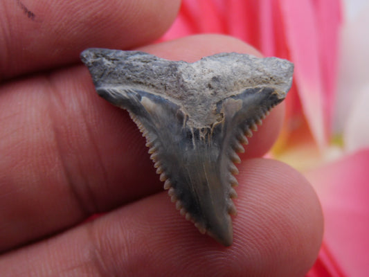 1.1" Hemipristis Shark Tooth