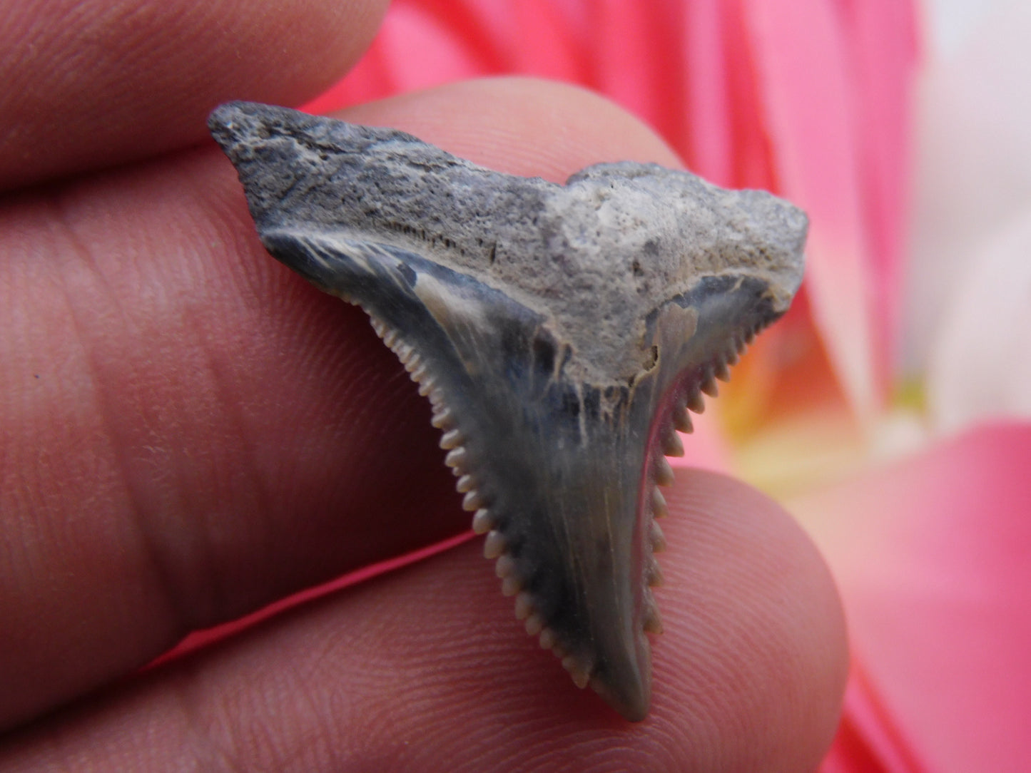 1.1" Hemipristis Shark Tooth