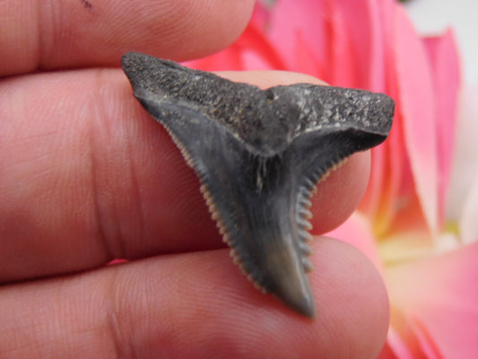 1.25" Hemipristis Shark Tooth