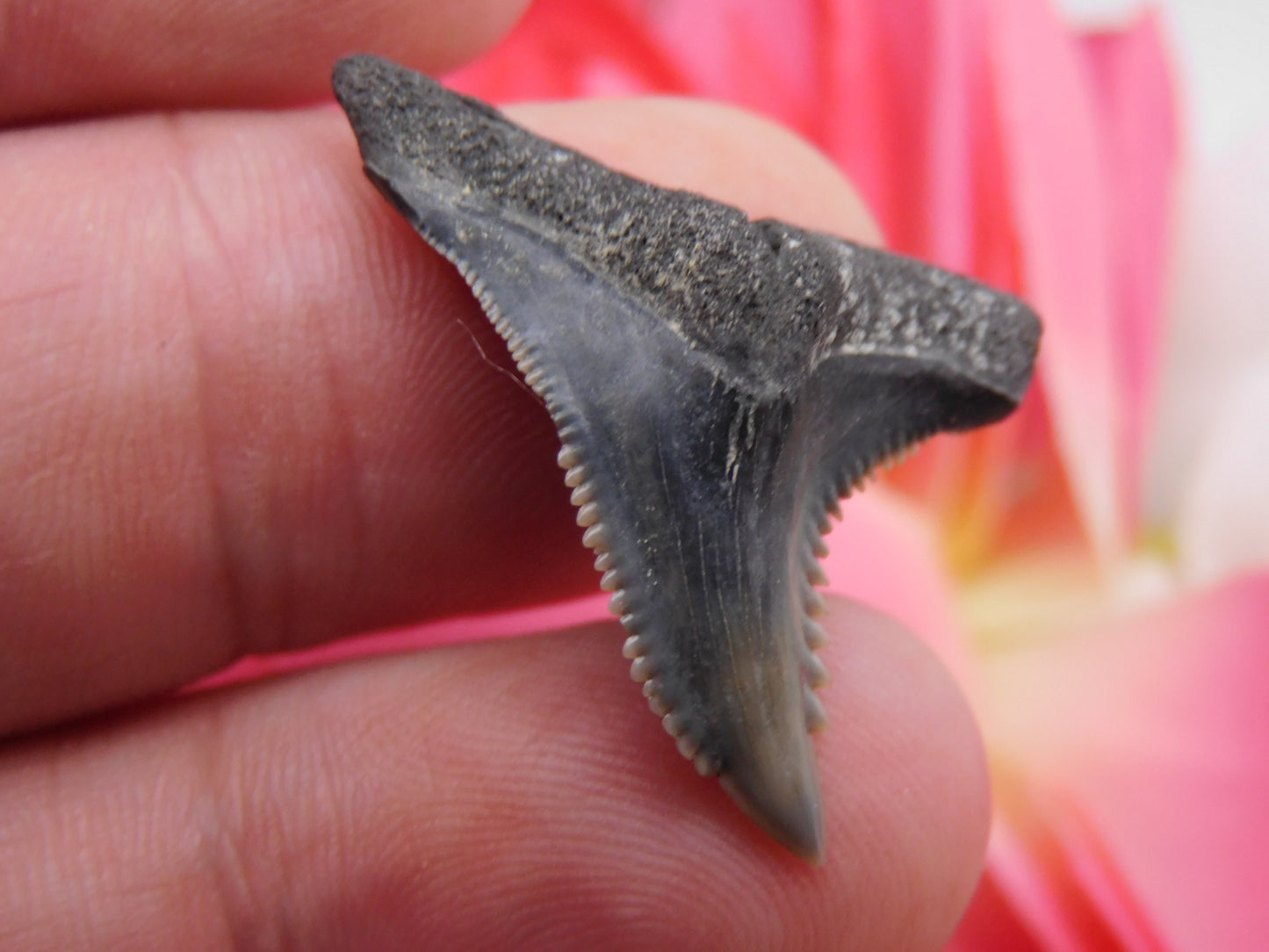 1.25" Hemipristis Shark Tooth