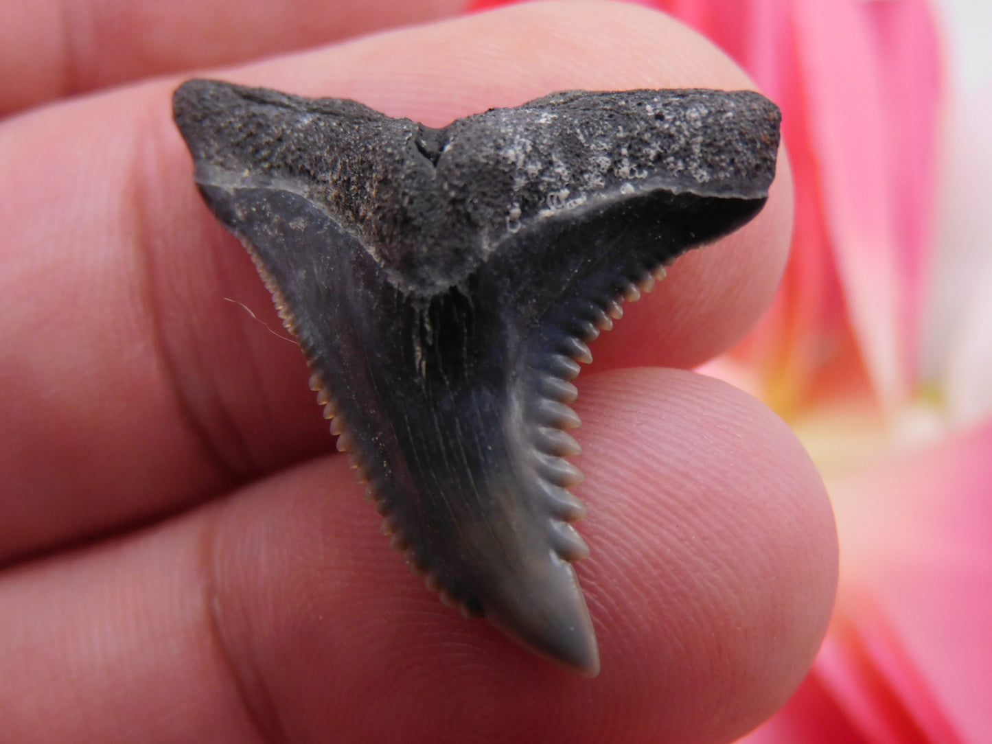 1.25" Hemipristis Shark Tooth