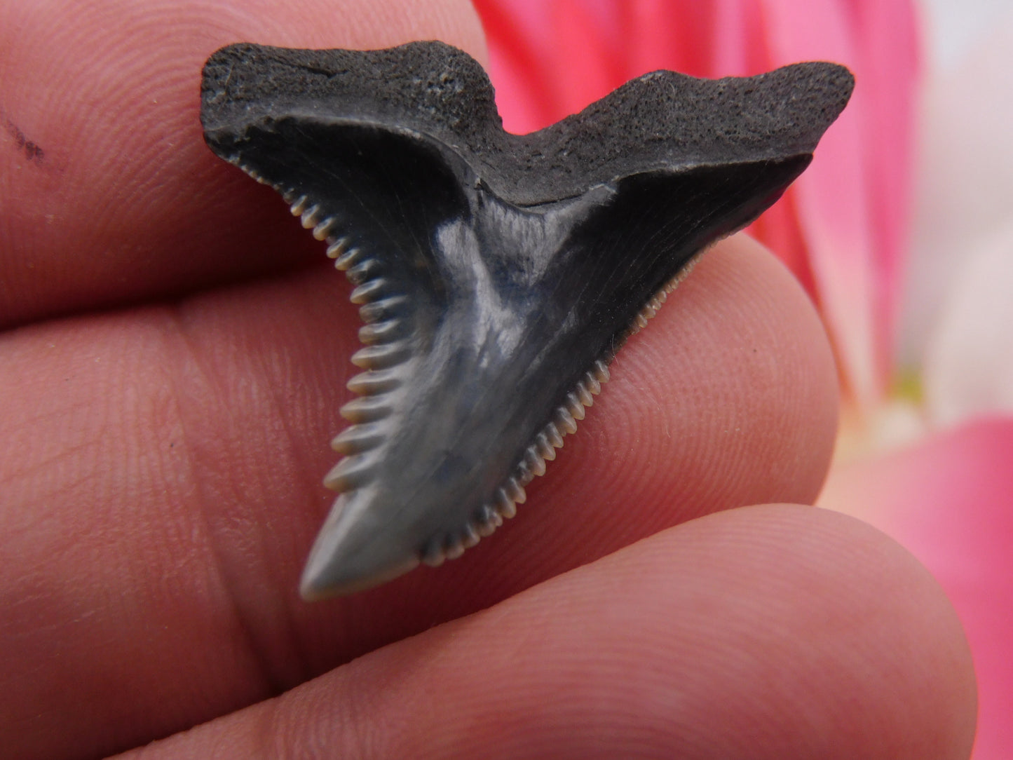 1.25" Hemipristis Shark Tooth