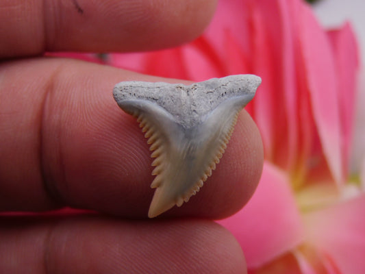 .8" Hemipristis Shark Tooth