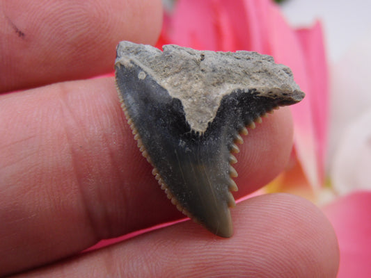 1" Hemipristis Shark Tooth