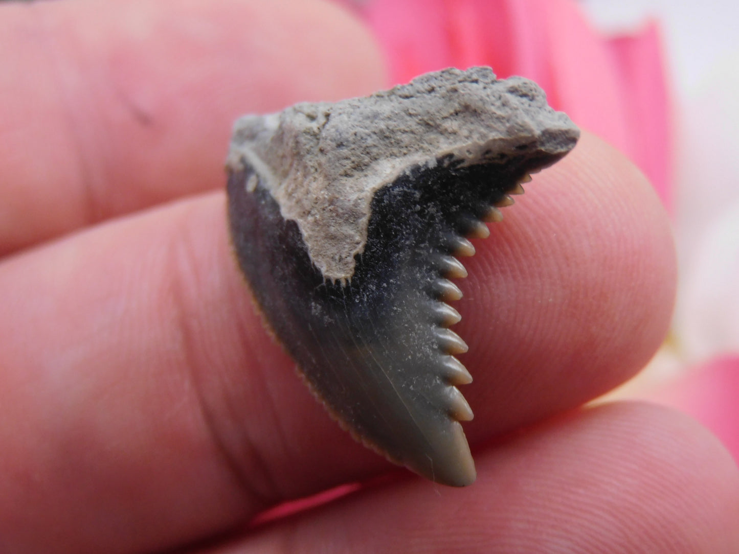 1" Hemipristis Shark Tooth