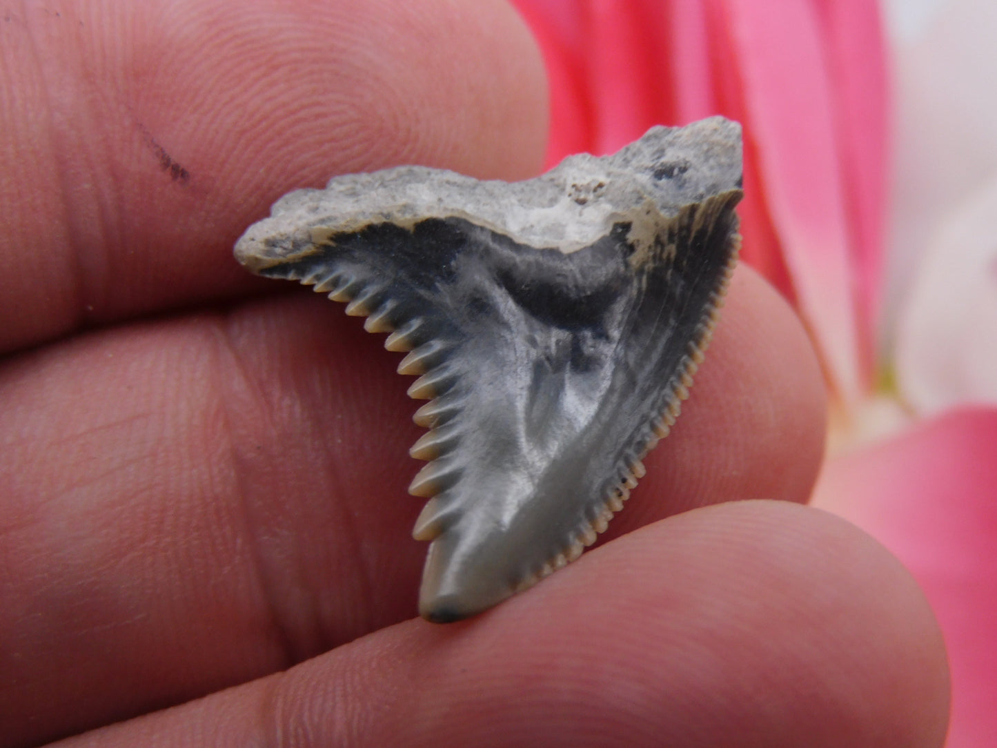 1" Hemipristis Shark Tooth