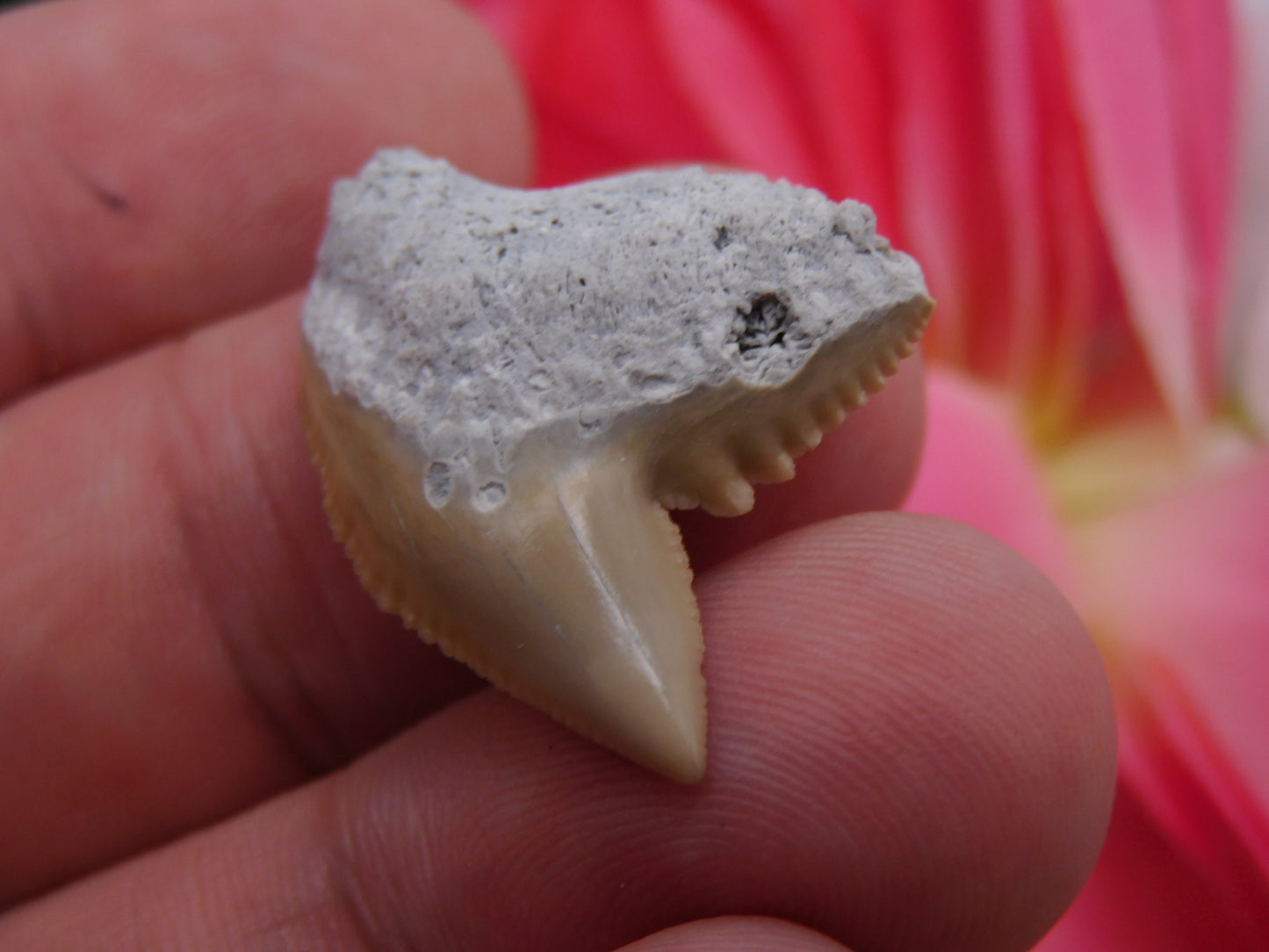 1.2" Tiger Shark Tooth