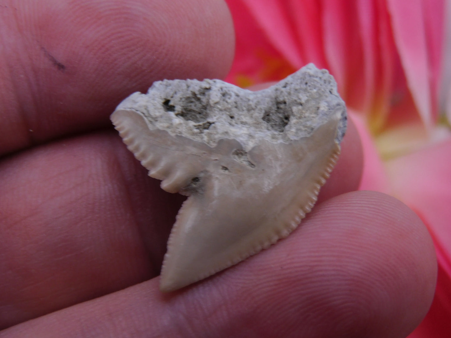 1.2" Tiger Shark Tooth