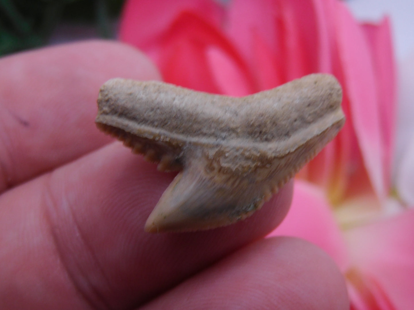 1" Tiger Shark Tooth