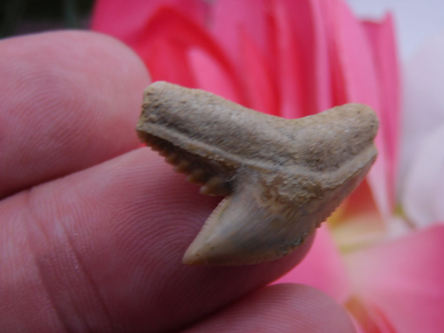 1" Tiger Shark Tooth