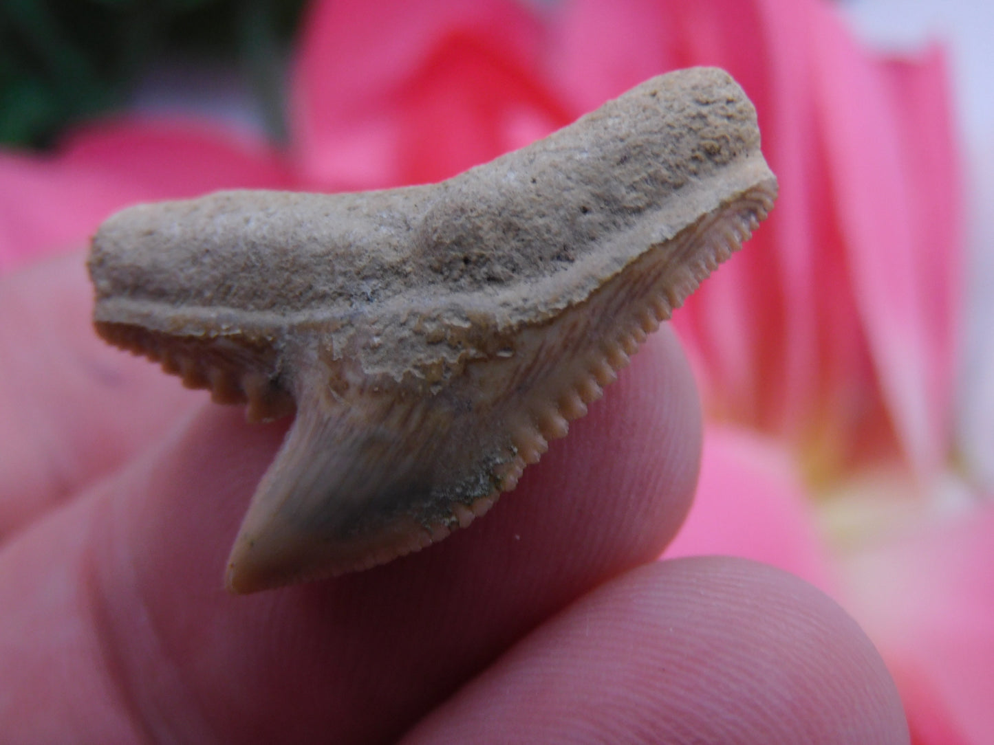 1" Tiger Shark Tooth