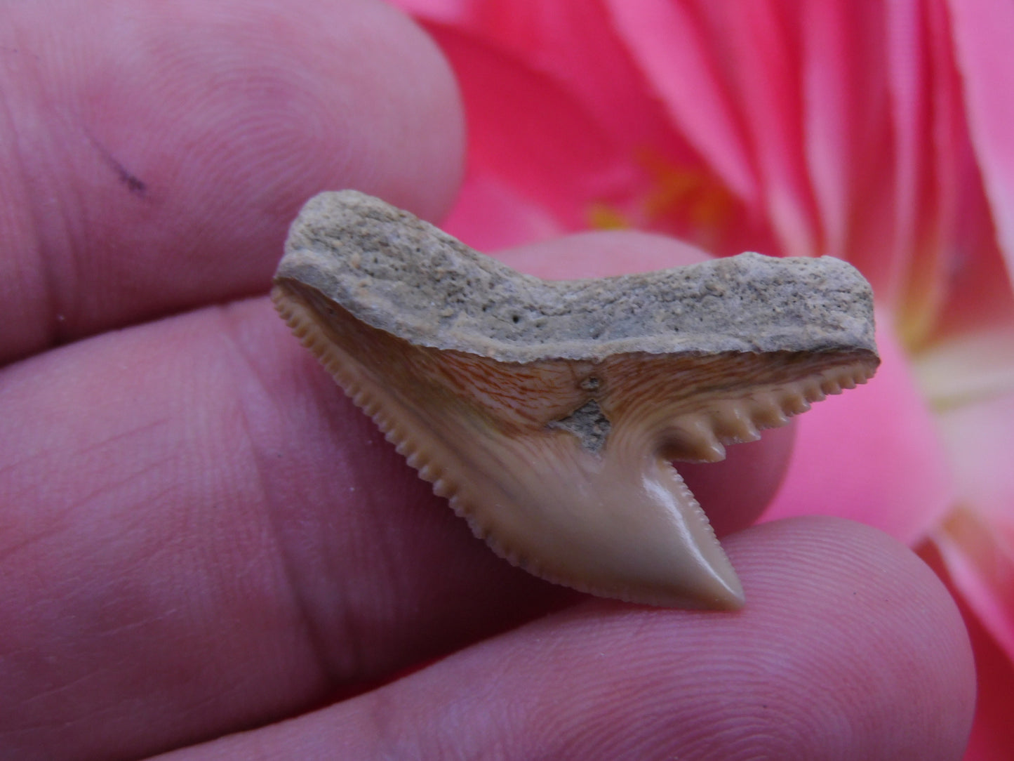 1" Tiger Shark Tooth