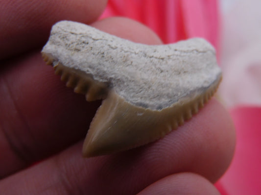 1.1" Tiger Shark Tooth