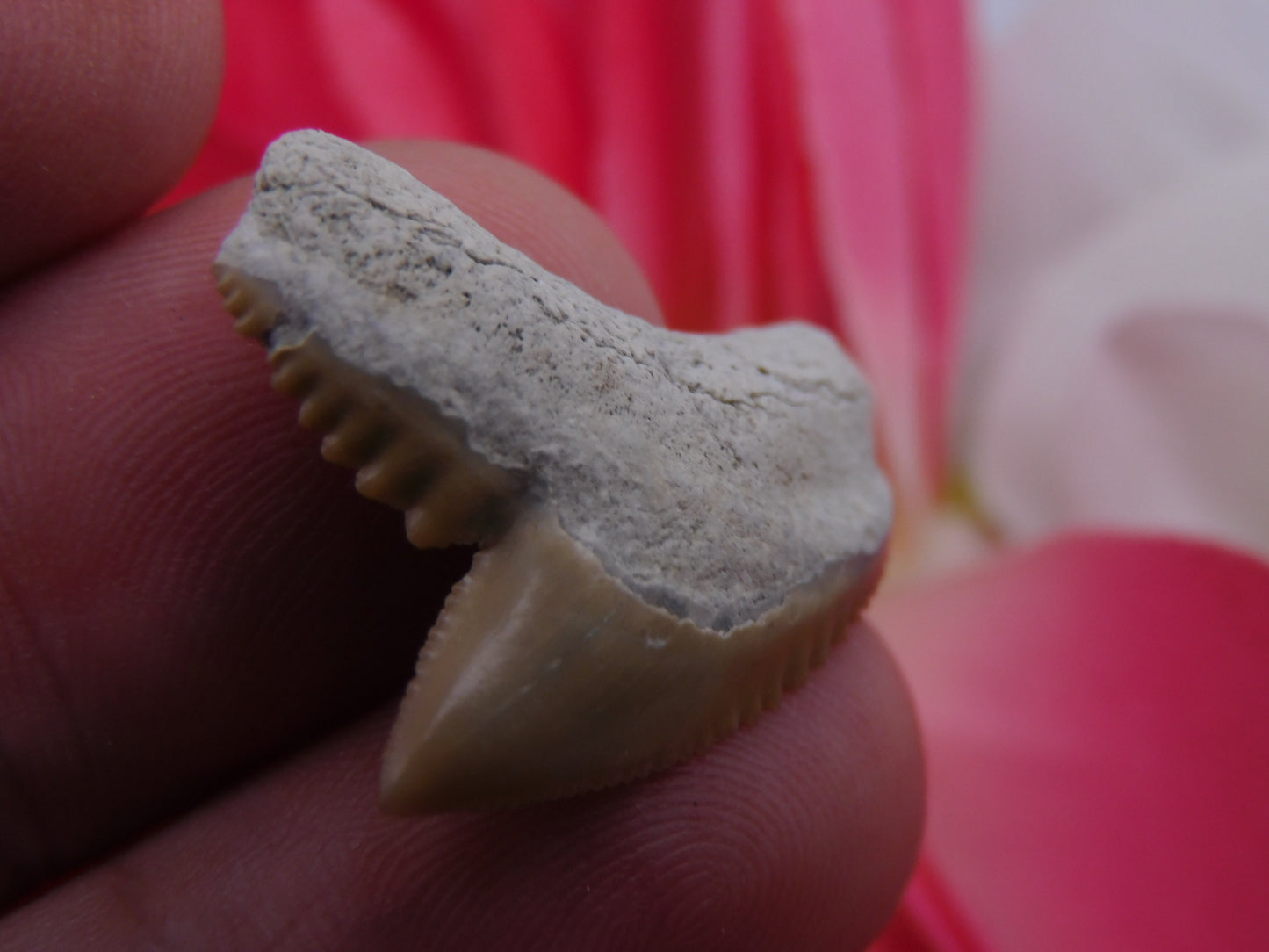 1.1" Tiger Shark Tooth