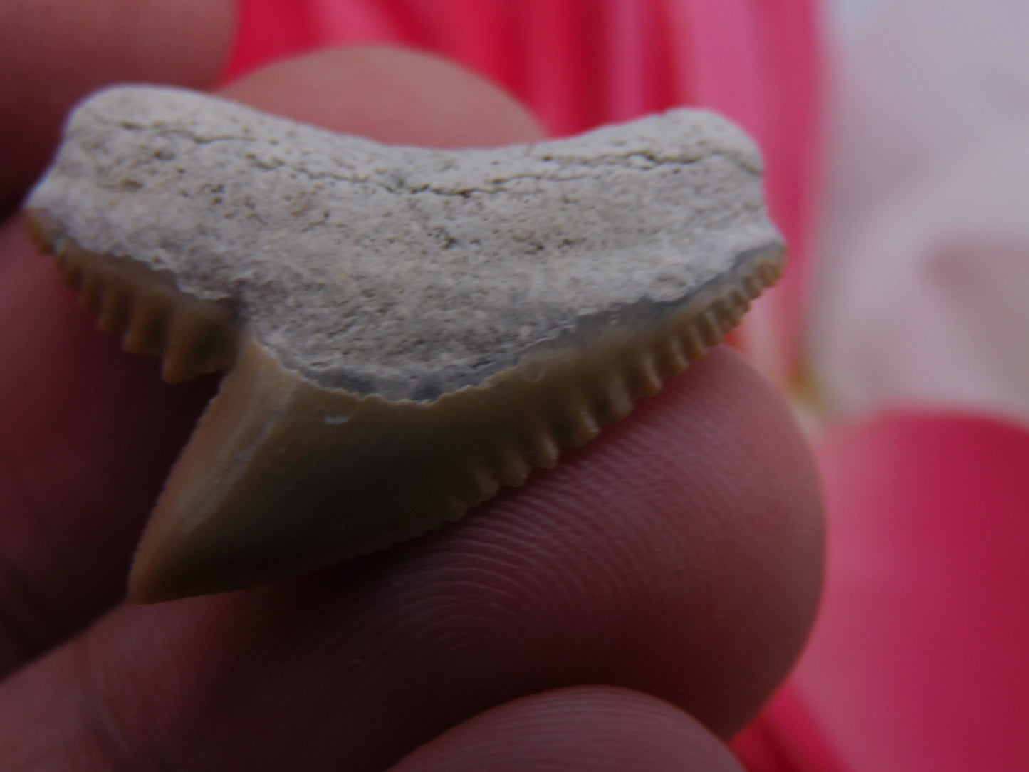 1.1" Tiger Shark Tooth