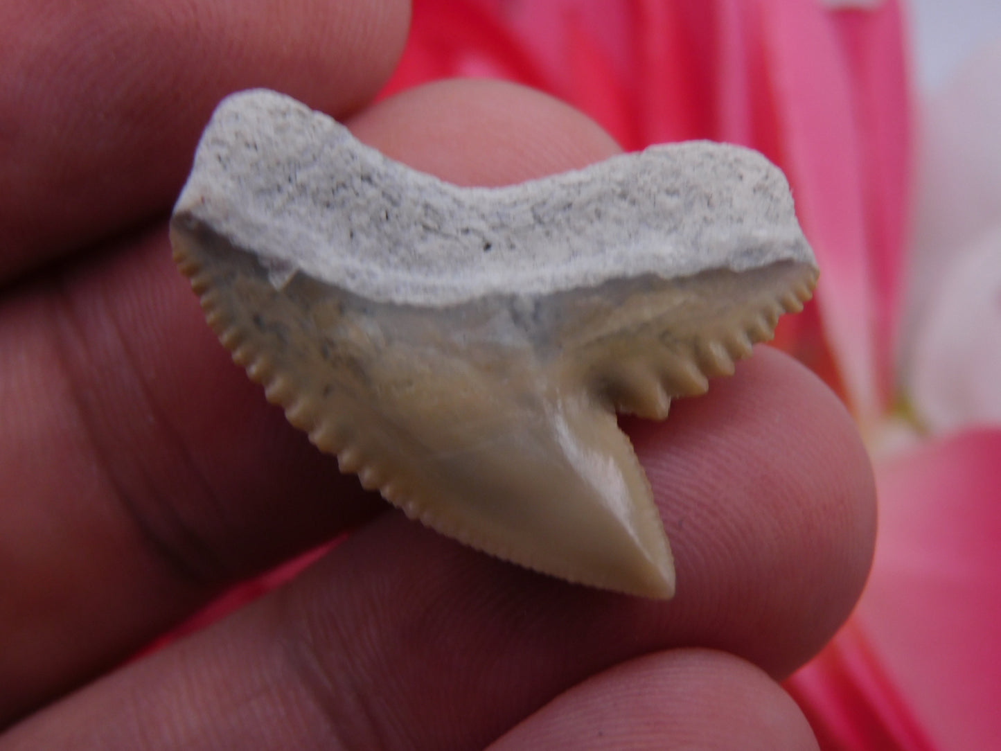 1.1" Tiger Shark Tooth