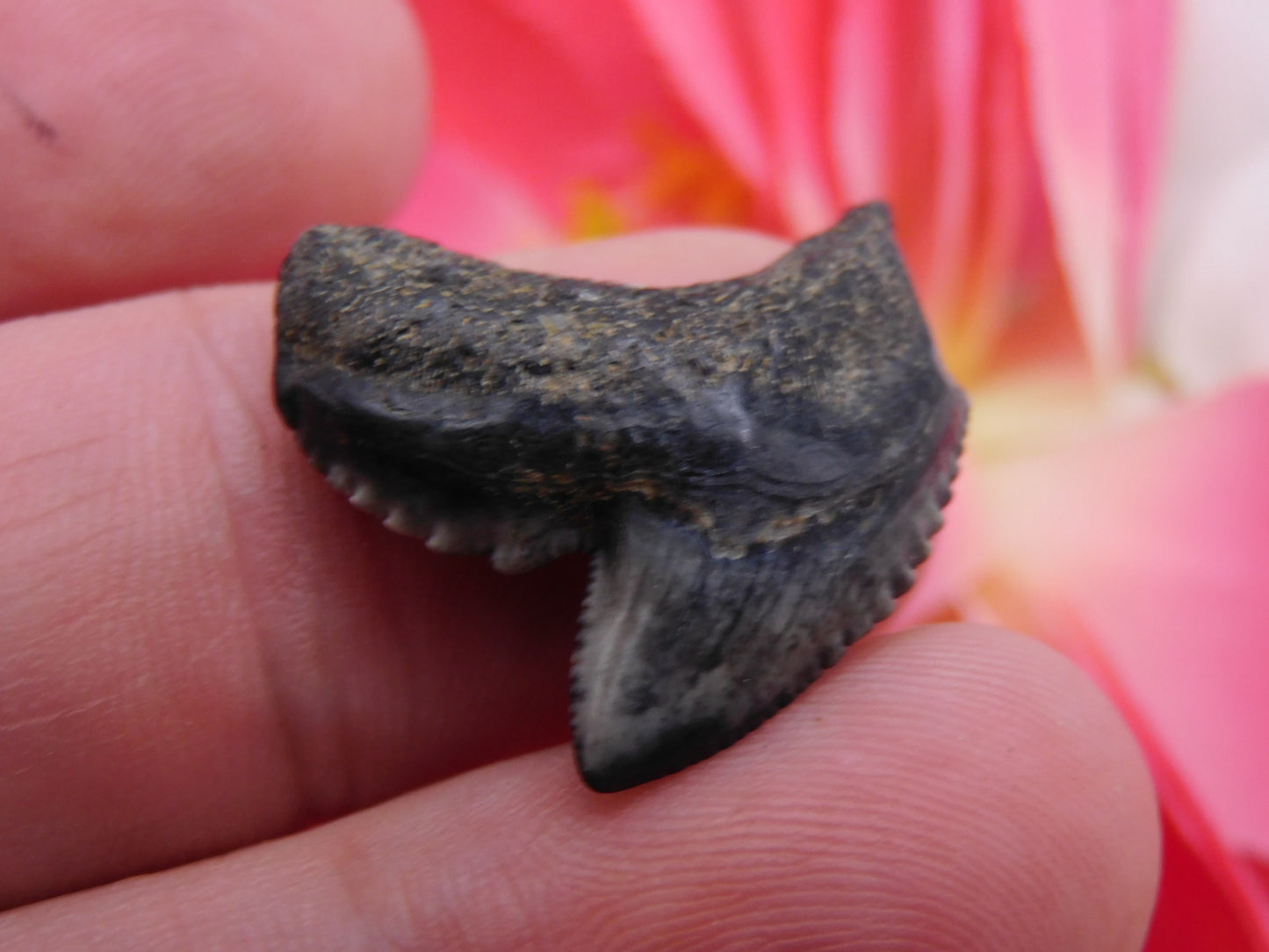 1.1" Tiger Shark Tooth