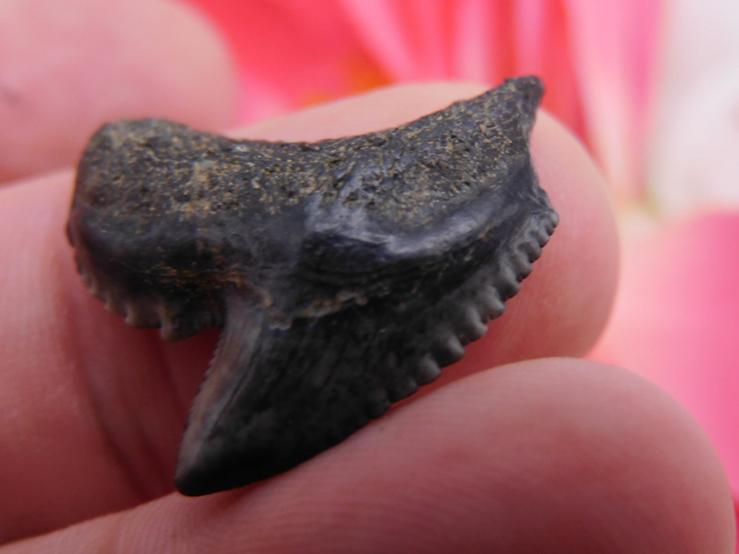 1.1" Tiger Shark Tooth