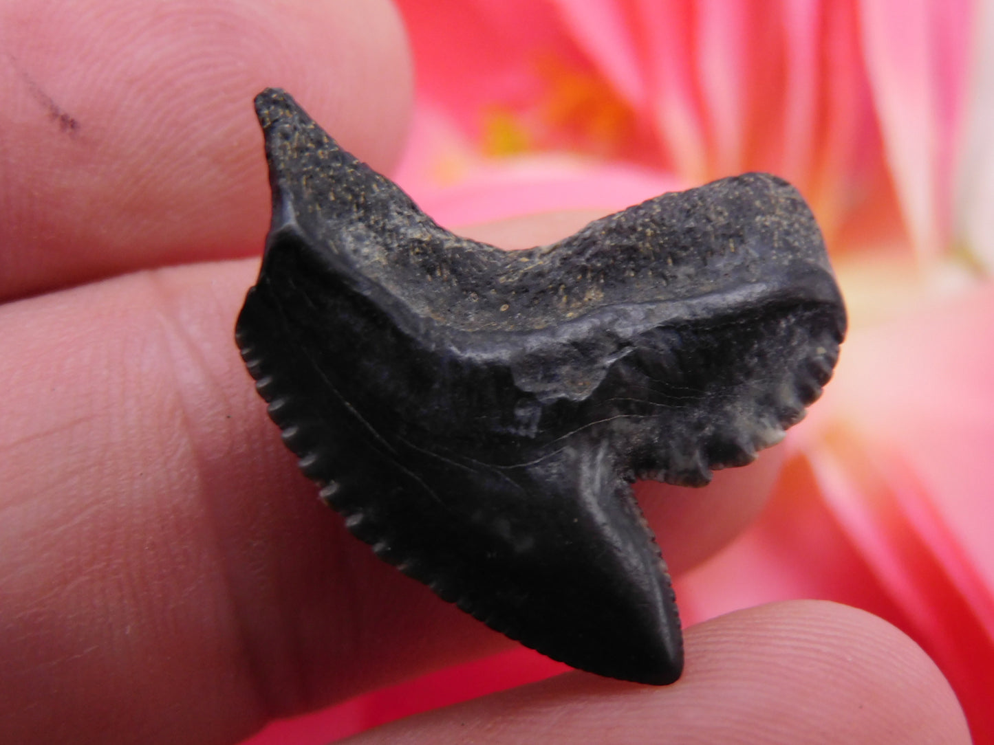 1.1" Tiger Shark Tooth