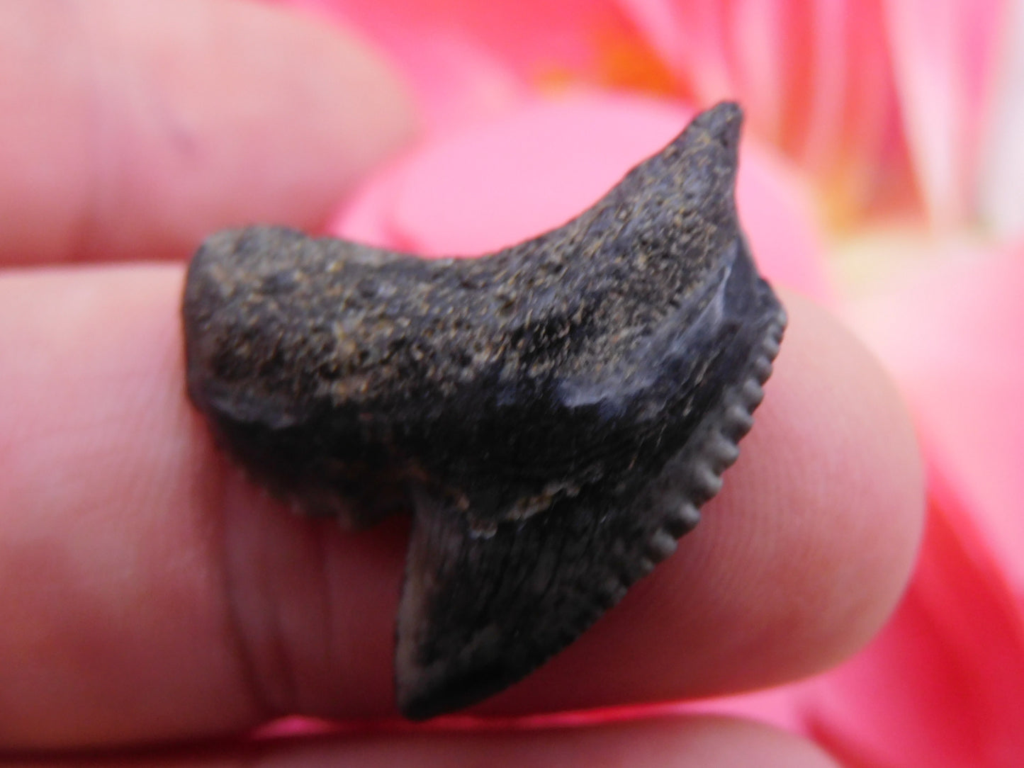 1.1" Tiger Shark Tooth