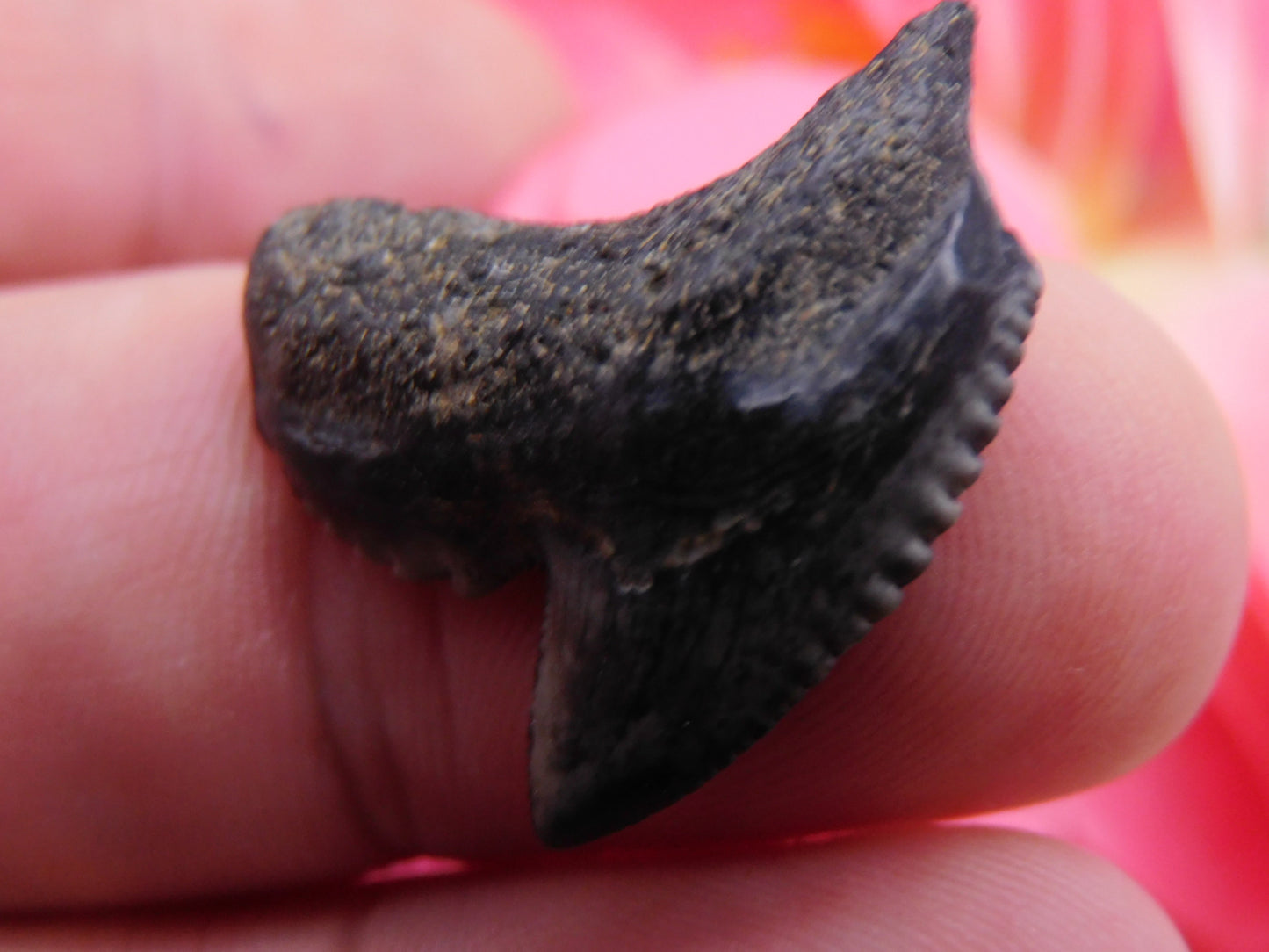 1.1" Tiger Shark Tooth