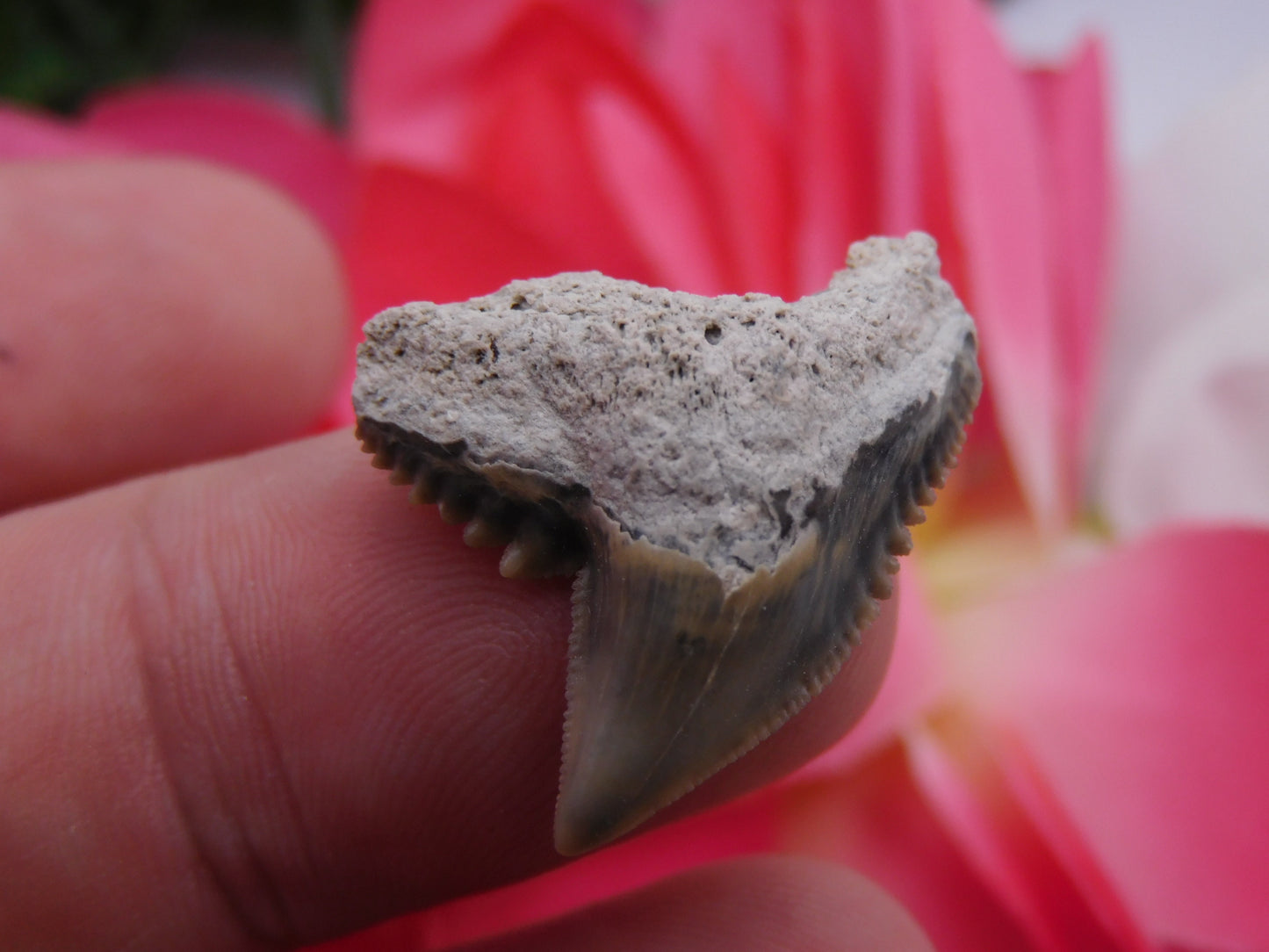 1.1" Tiger Shark Tooth