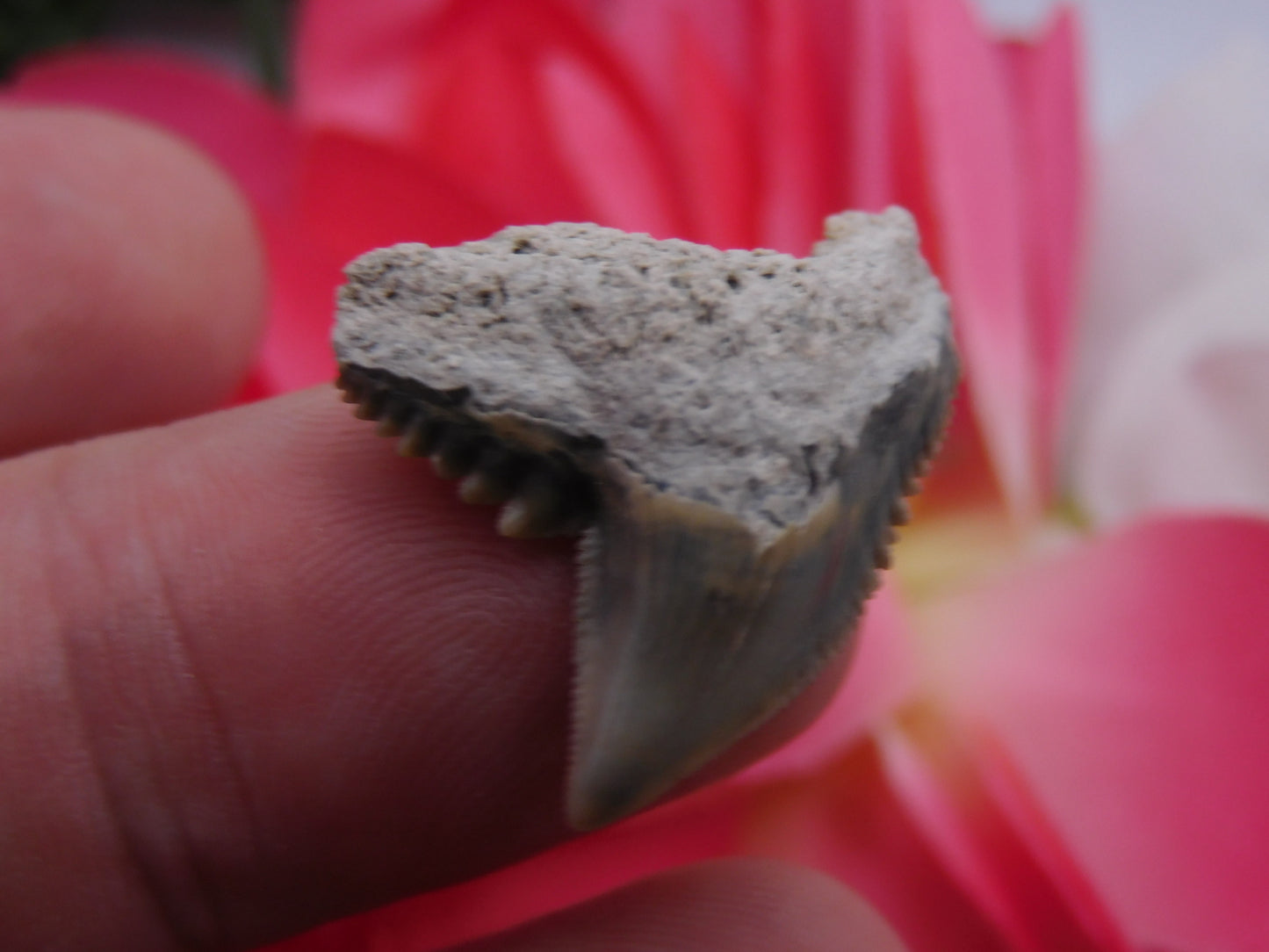 1.1" Tiger Shark Tooth