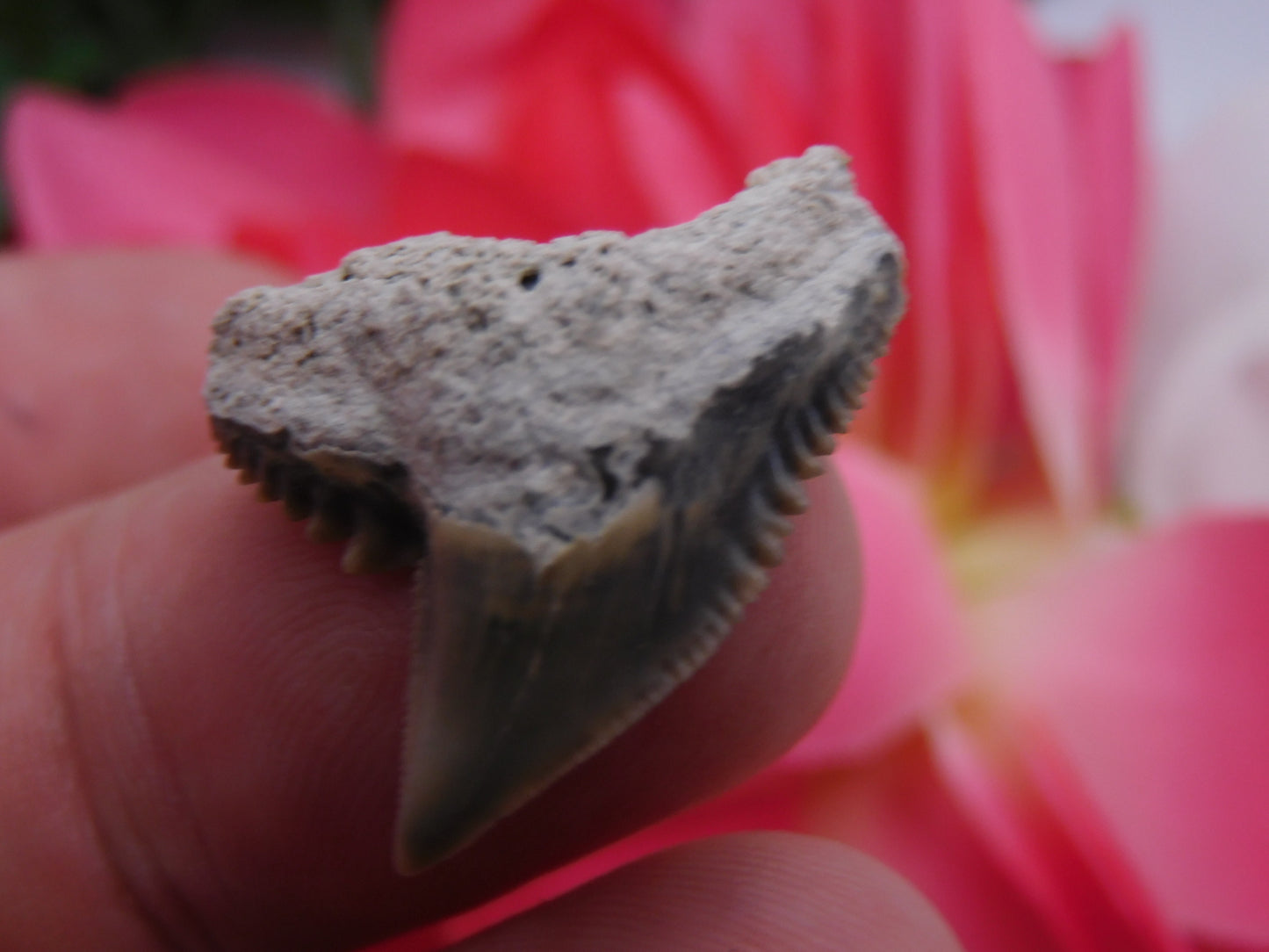 1.1" Tiger Shark Tooth