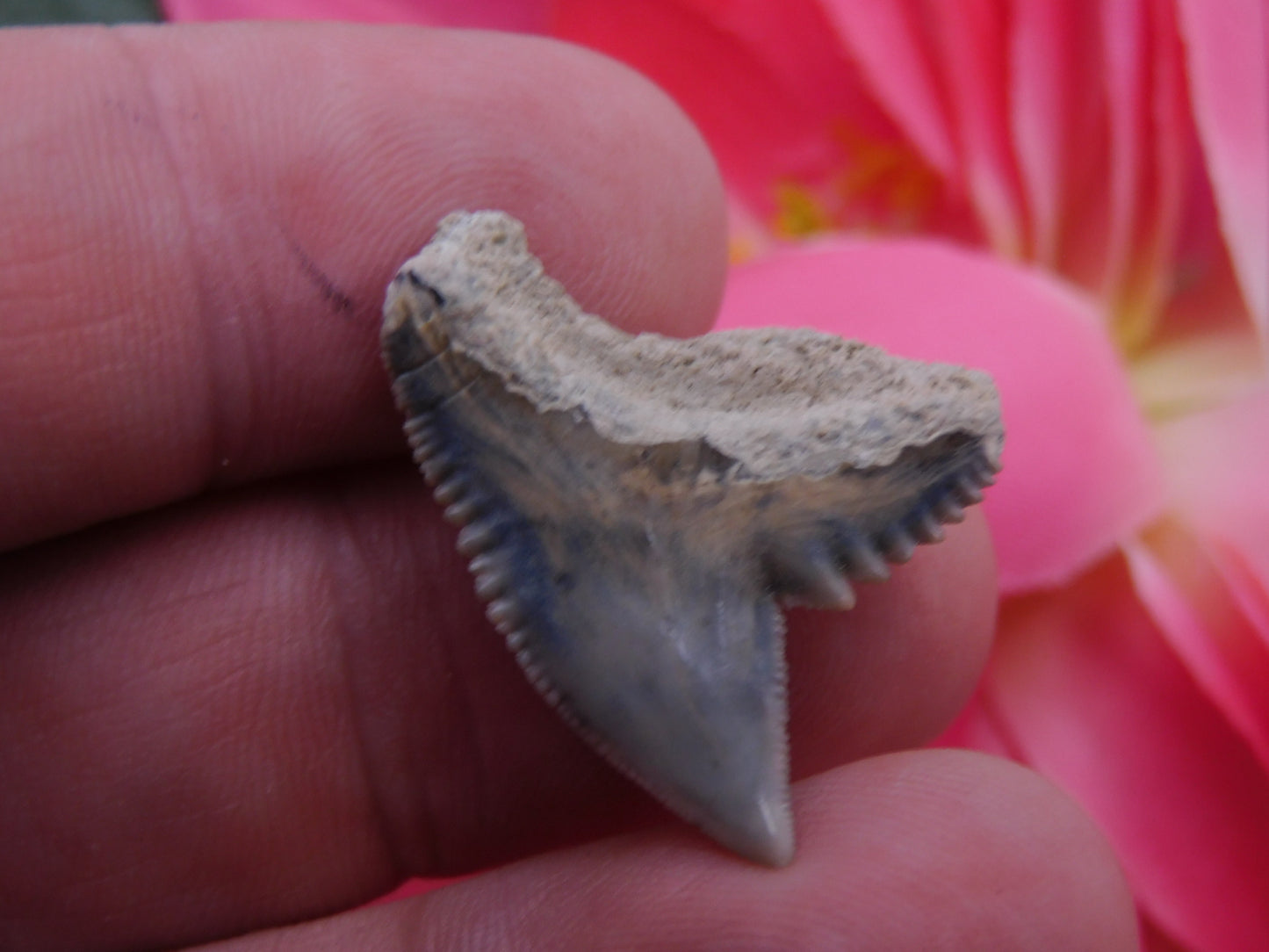 1.1" Tiger Shark Tooth