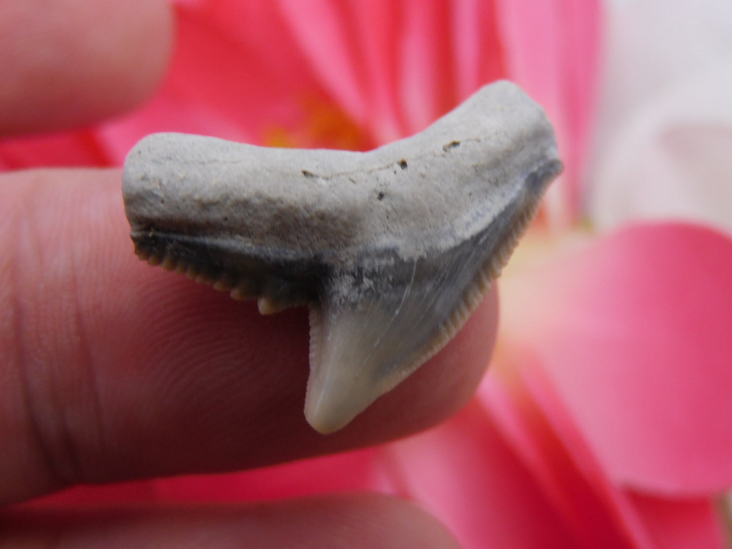 1" Tiger Shark Tooth