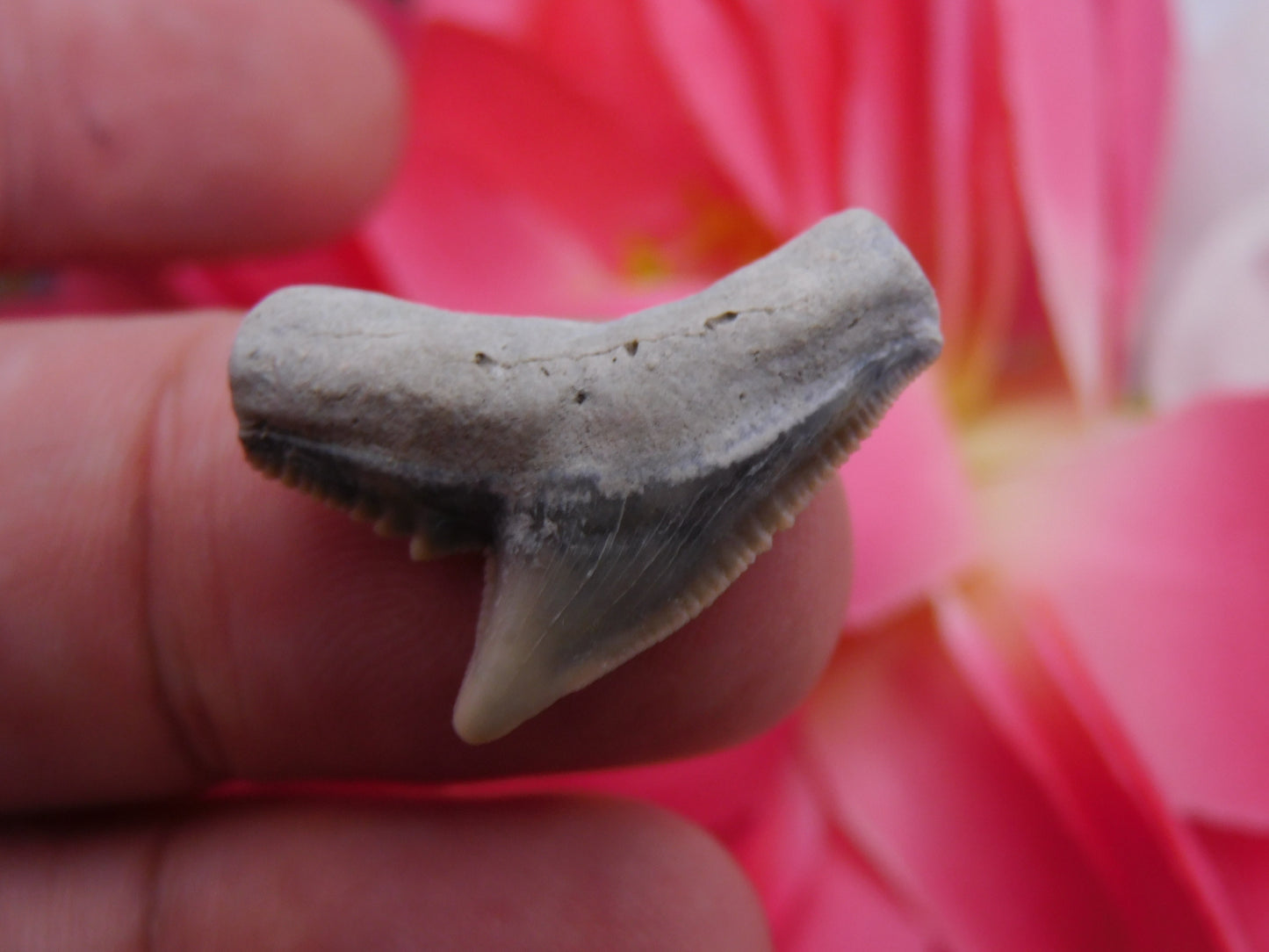 1" Tiger Shark Tooth