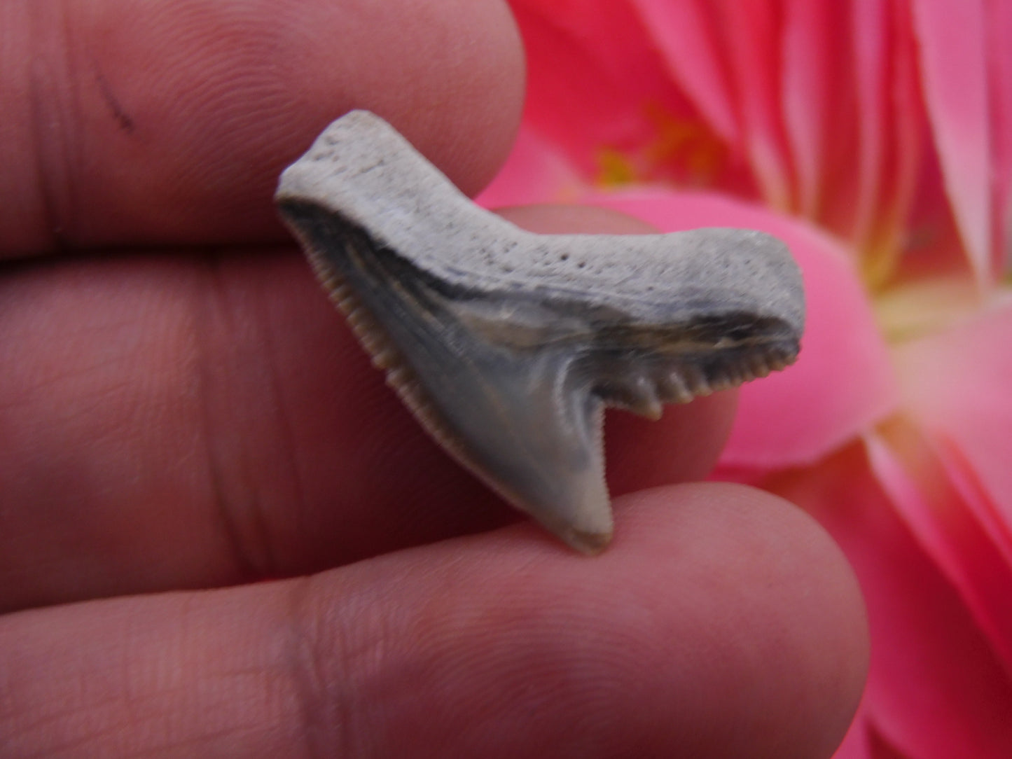 1" Tiger Shark Tooth