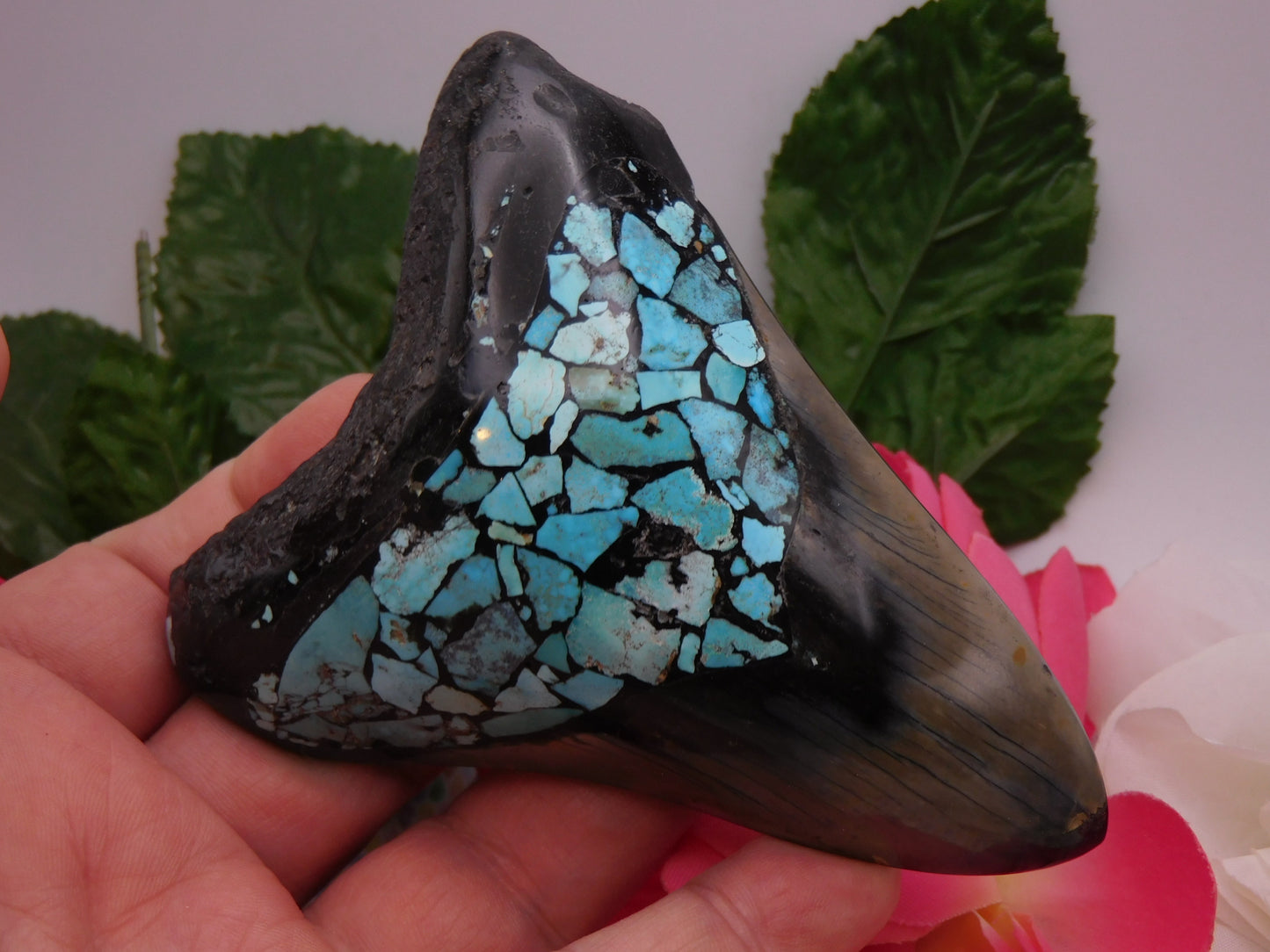 4.3" Polished Megalodon Shark Tooth with Turquoise Inlay