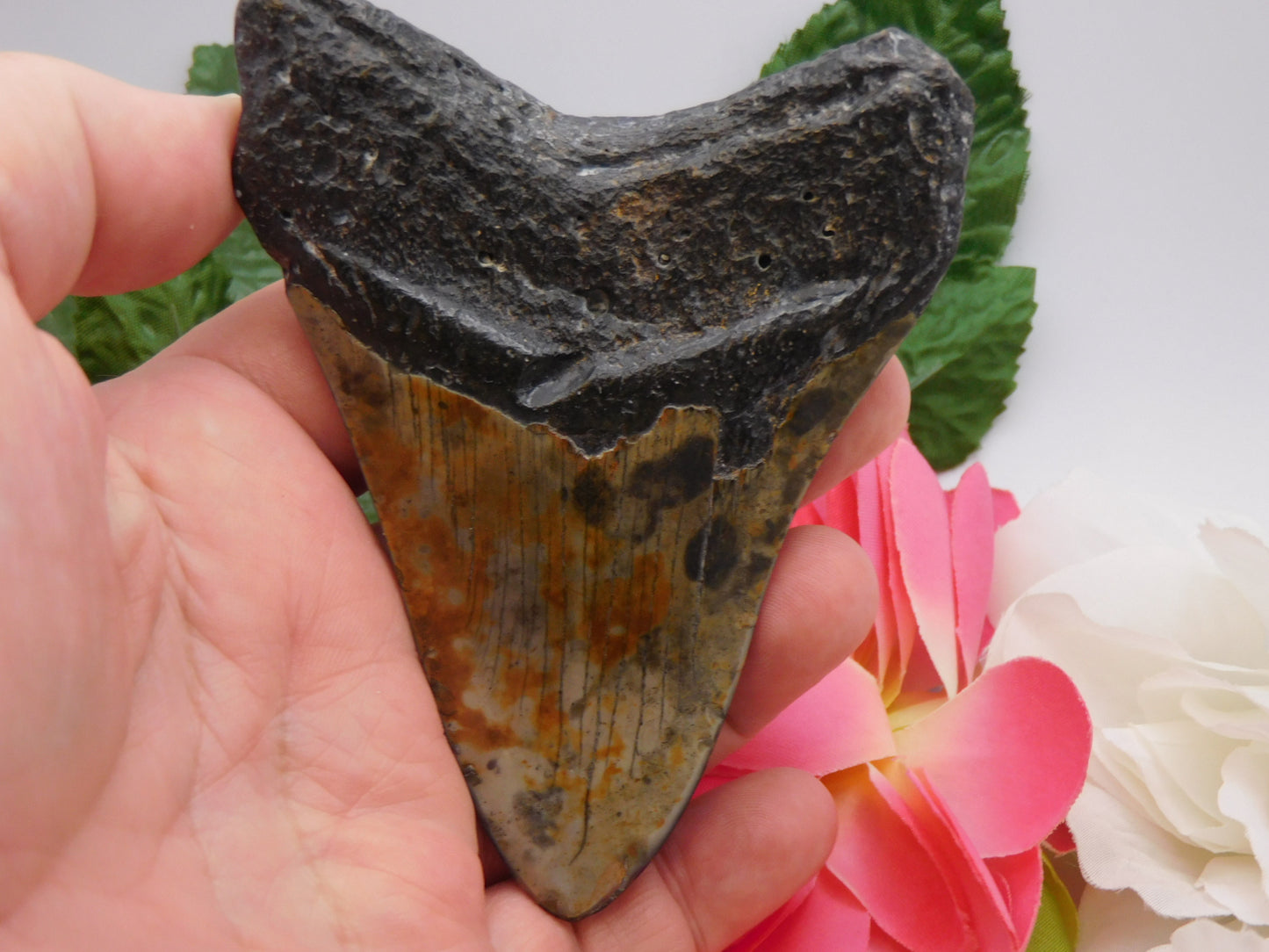4.3" Polished Megalodon Shark Tooth with Turquoise Inlay